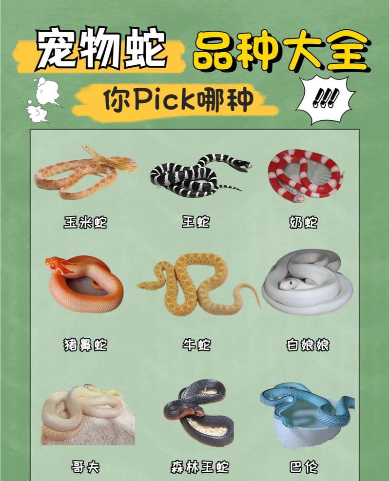 寵物蛇會認主人嗎?深入探討蛇類認知與人蛇互動的奧秘 1 寵物蛇會認主人嗎