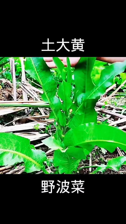黃土適合種什麼植物