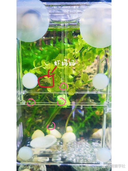 蝦子如何繁殖:從卵到成蝦的生命奧秘與繁殖策略全解析 1 蝦子如何繁殖