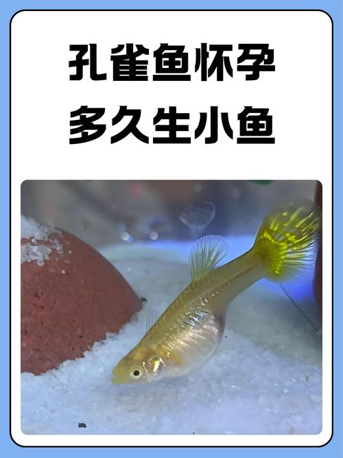 孔雀魚為什麼腹水?深度解析成因、預防與治療,告別心愛的魚兒生病 1 孔雀魚為什麼腹水