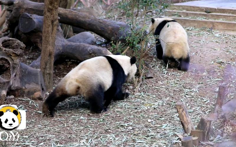 熊貓多久沒跑會停權