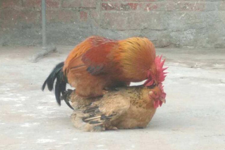 雞怎麼交配