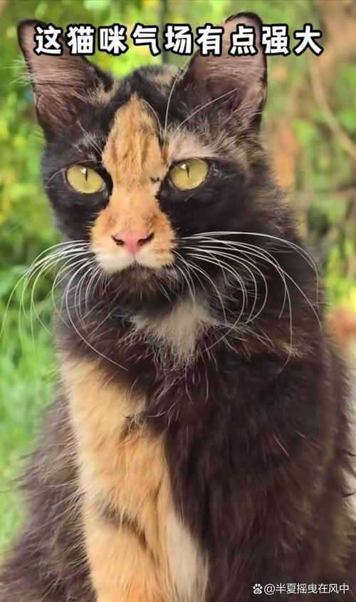 貓咪看得到人嗎