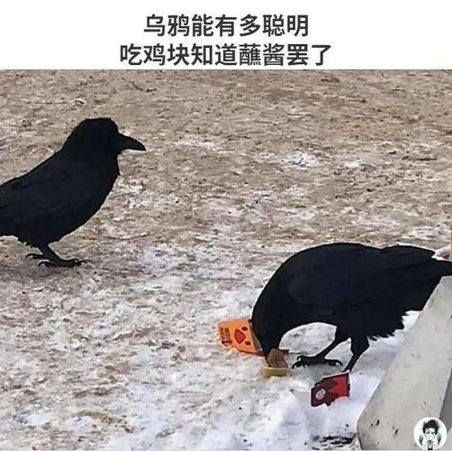 烏鴉可以吃巧克力嗎