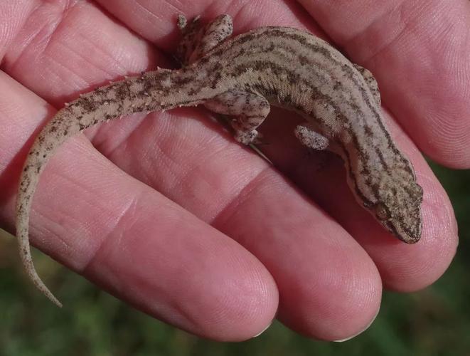 無疣蝎虎吃什麼