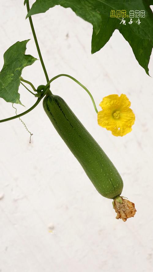 絲瓜是完全花嗎?深入解析其花朵結構與作物栽培的奧秘 1 絲瓜是完全花嗎