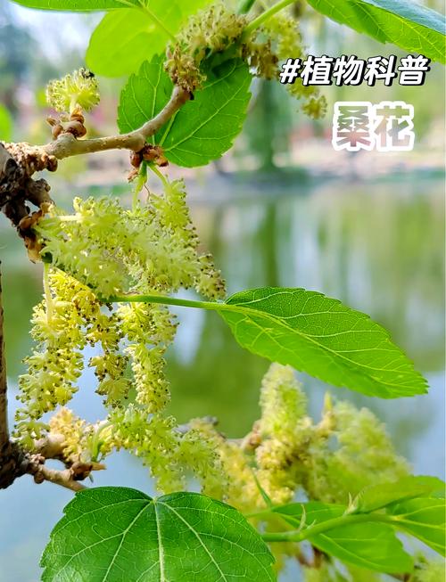 桑椹有分公母嗎