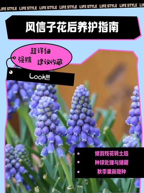 風信子花謝了怎麼辦