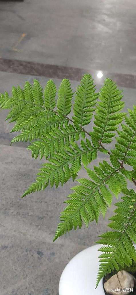 蕨類可以泡水嗎