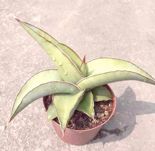 虎尾蘭修剪