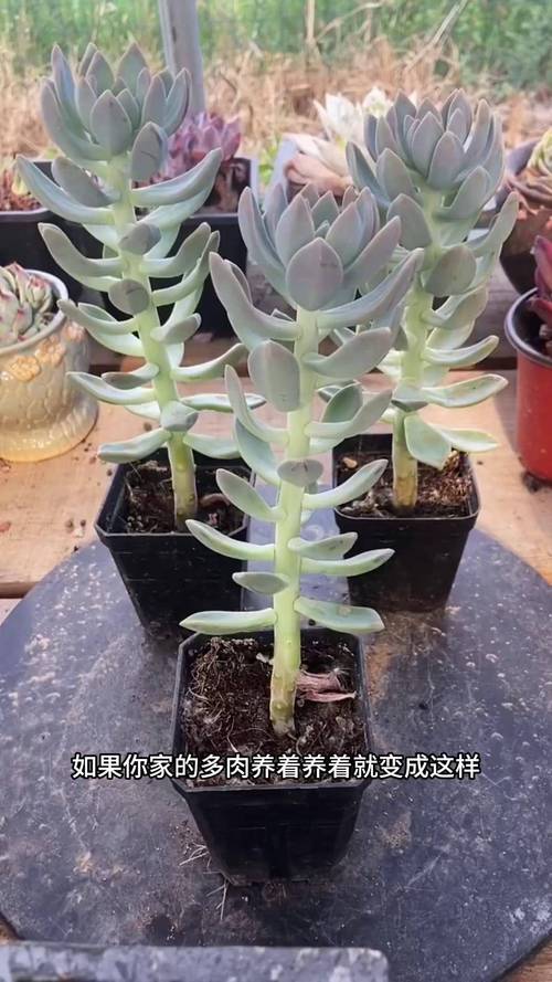 為什麼多肉一直長高