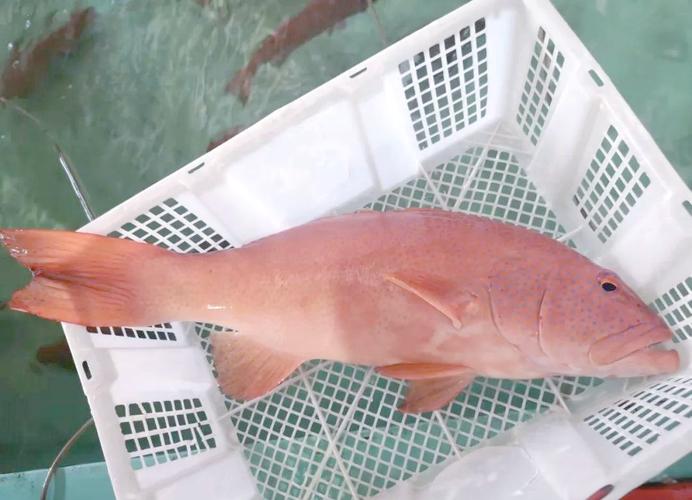 東星斑為什麼貴