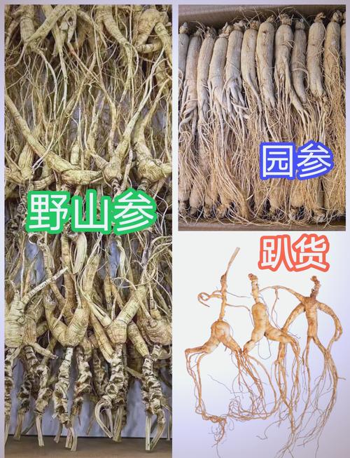 人參多少錢