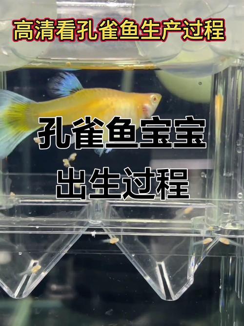 會用口孵卵的魚是哪一種