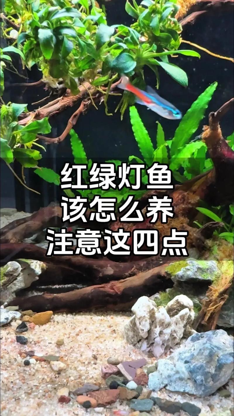 養魚要一直開燈嗎?揭秘水族燈光管理的奧秘與最佳策略 1 養魚要一直開燈嗎
