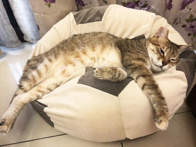 懶骨頭對身體好嗎