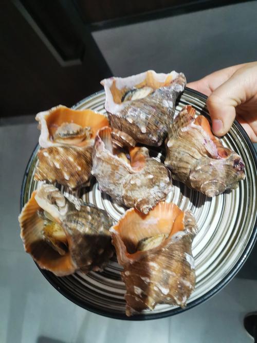 為什麼海螺有海浪聲