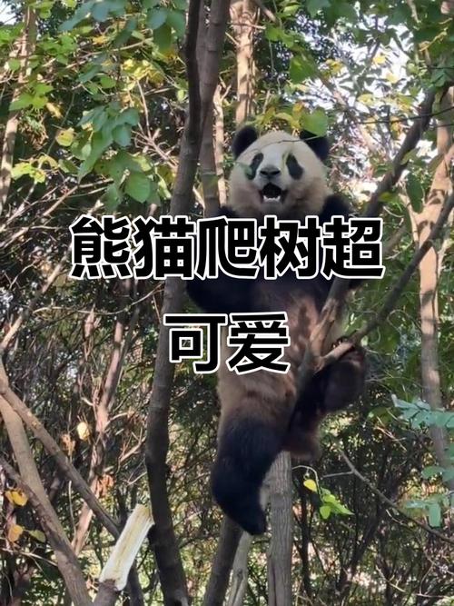 大熊貓出生後大概多久開始練習爬樹