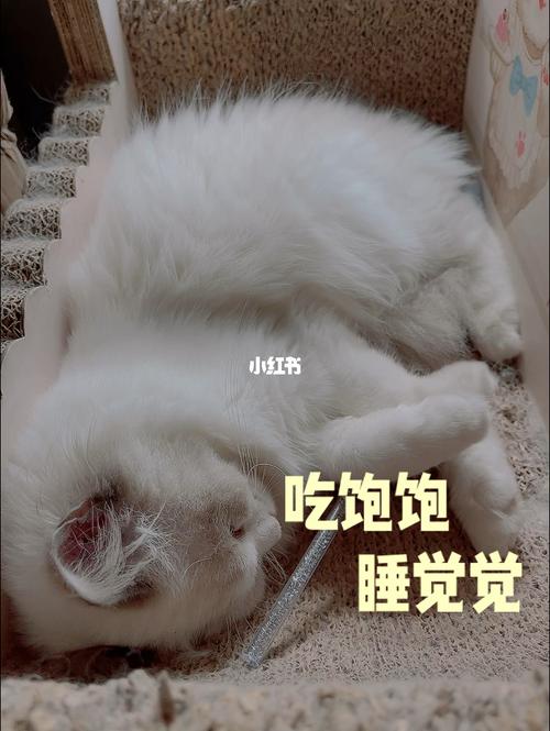 吃飽可以馬上睡覺嗎