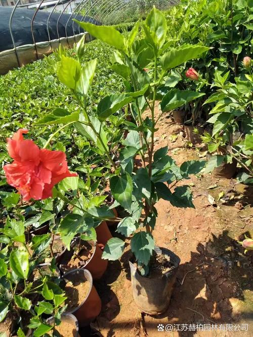 扶桑花可食用嗎