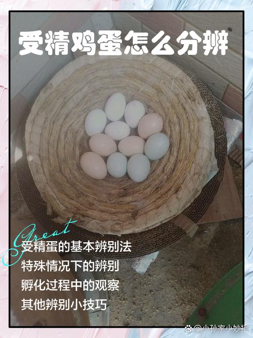 雞蛋如何分辨公母