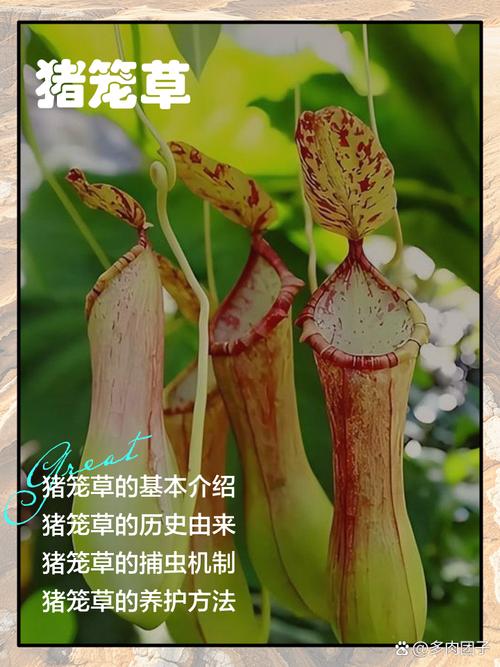 為什麼叫豬籠草