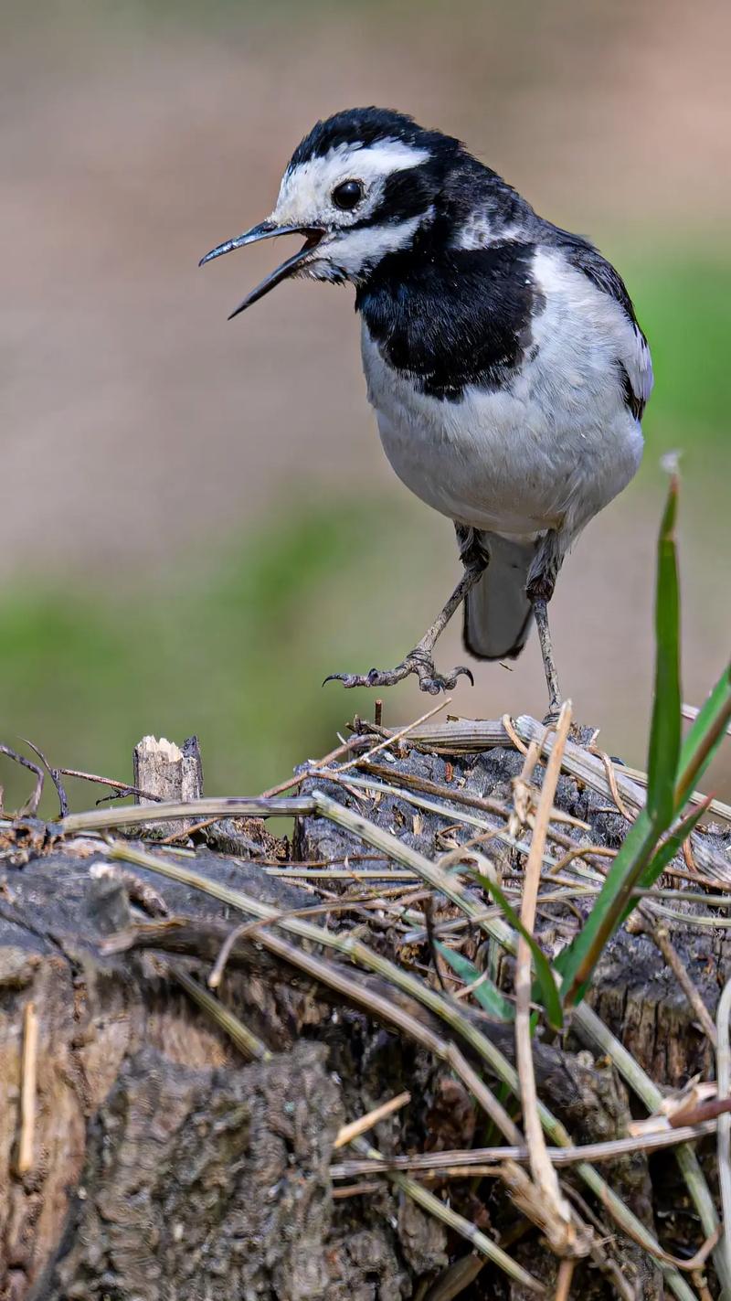 白鶺鴒是保育類嗎