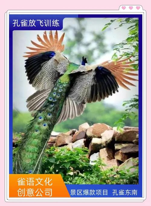 孔雀會飛嗎:深入探討華麗鳥類的飛行奧秘與生態習性 1 孔雀會飛嗎