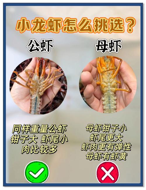 龍蝦可以長生不老嗎