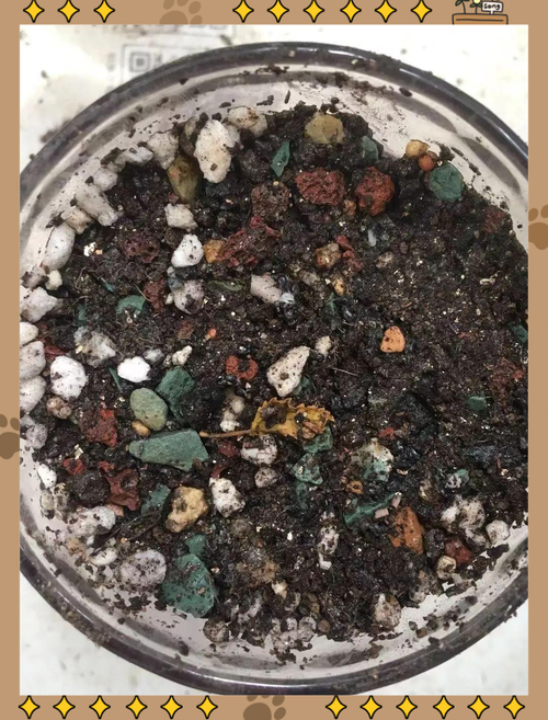 火龍果種子怎麼種