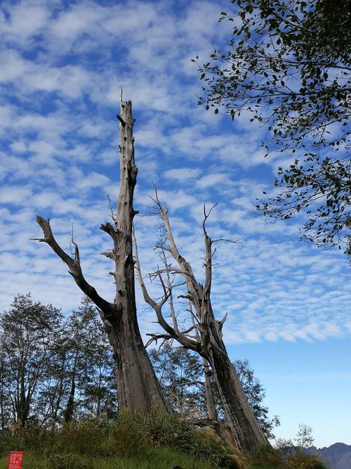 中橫會經過武嶺嗎?深度解析中橫公路與武嶺的地理關係與行車攻略 1 中橫會經過武嶺嗎