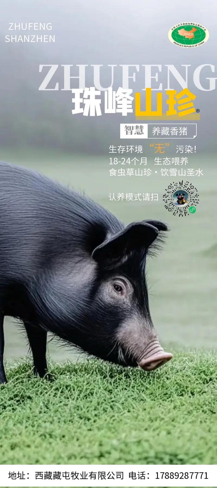 麝香豬會長到多大