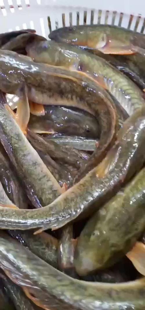 鰇魚是什麼?深度解析台灣餐桌上的軟骨明星與牠的神秘世界 3 鰇魚是什麼