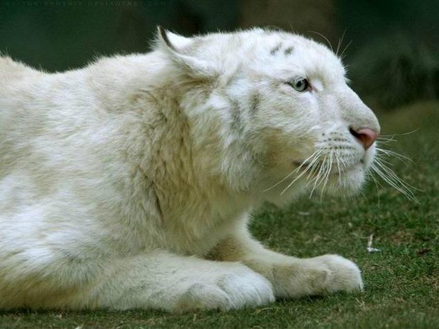 台灣哪裡有白老虎