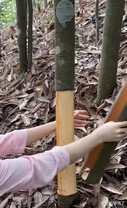 肉桂樹剝皮後還能活嗎