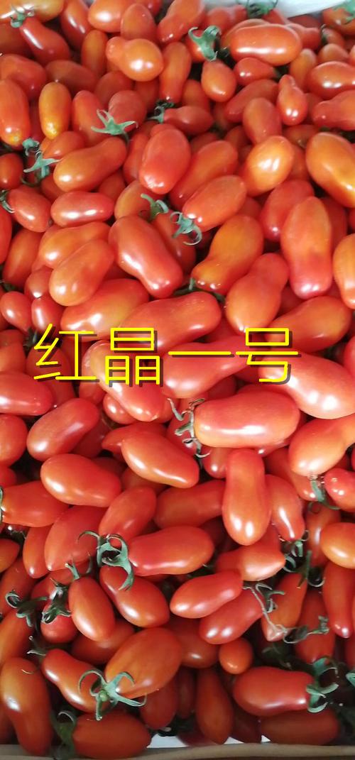 台灣番茄為什麼這麼貴?從產地到餐桌的價格秘密與聰明選購指南 1 台灣番茄為什麼這麼貴