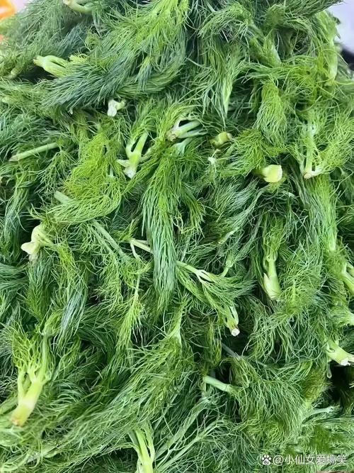 松菸以前是什麼