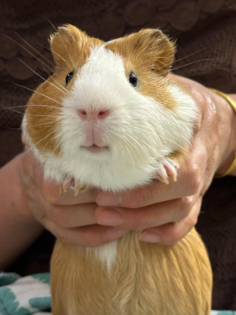 天竺鼠怎麼看男女