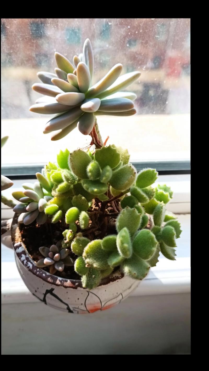 熊童子要曬太陽嗎