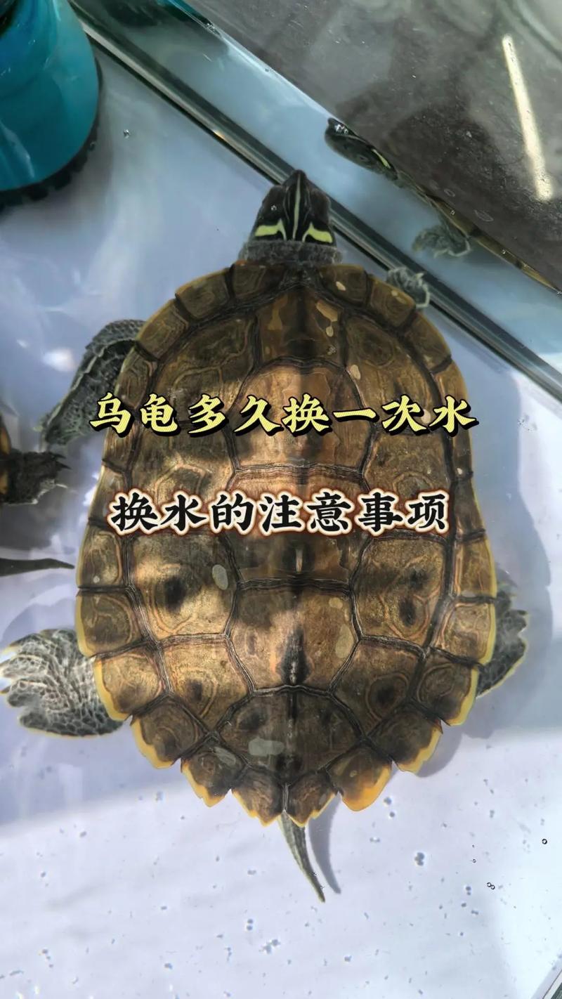 養烏龜怎麼換水