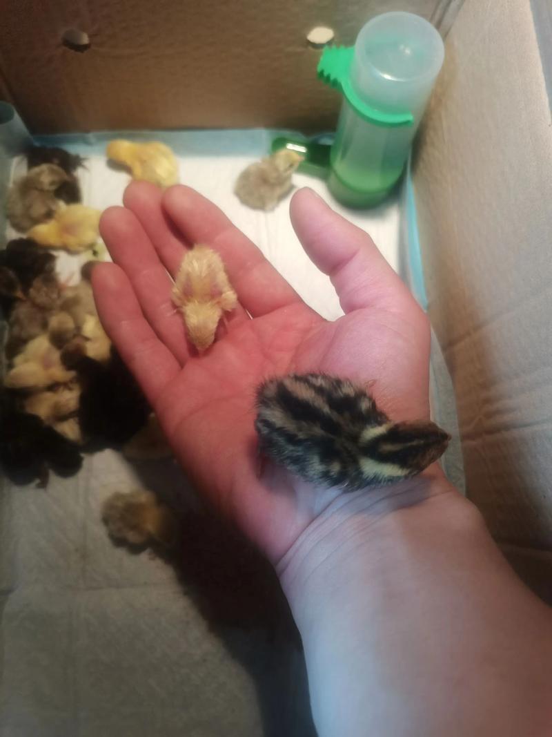 蘆丁雞是鵪鶉嗎