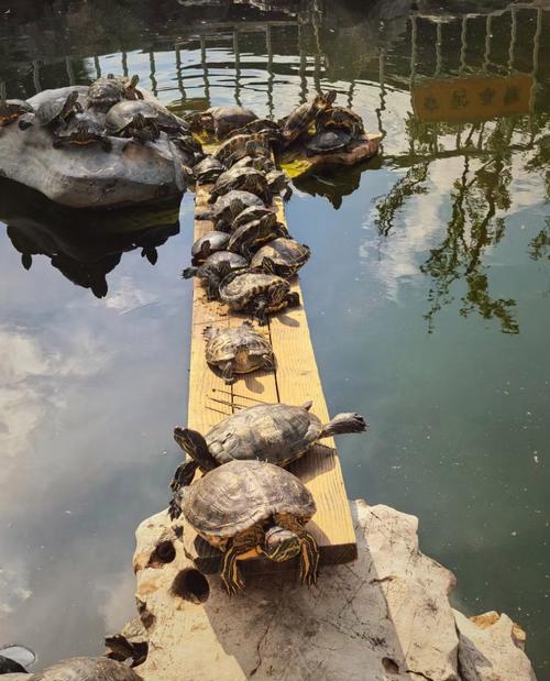 巴西龜曬太陽多久