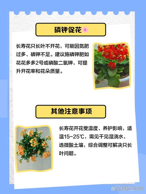 為什麼長壽花不開花