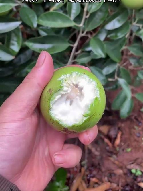 牛奶果怎麼看熟了沒