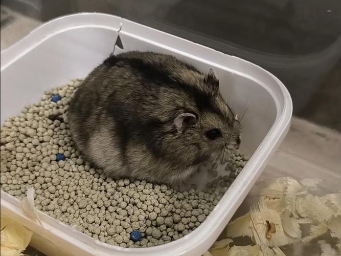 倉鼠可以上火車嗎