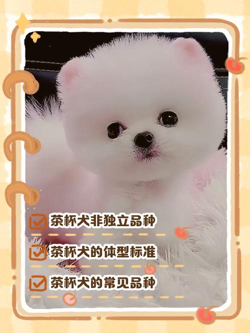 茶杯犬多少錢