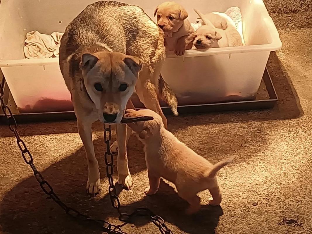 台灣有實驗犬嗎:深度解析台灣實驗動物的倫理、法規與現況 1 台灣有實驗犬嗎