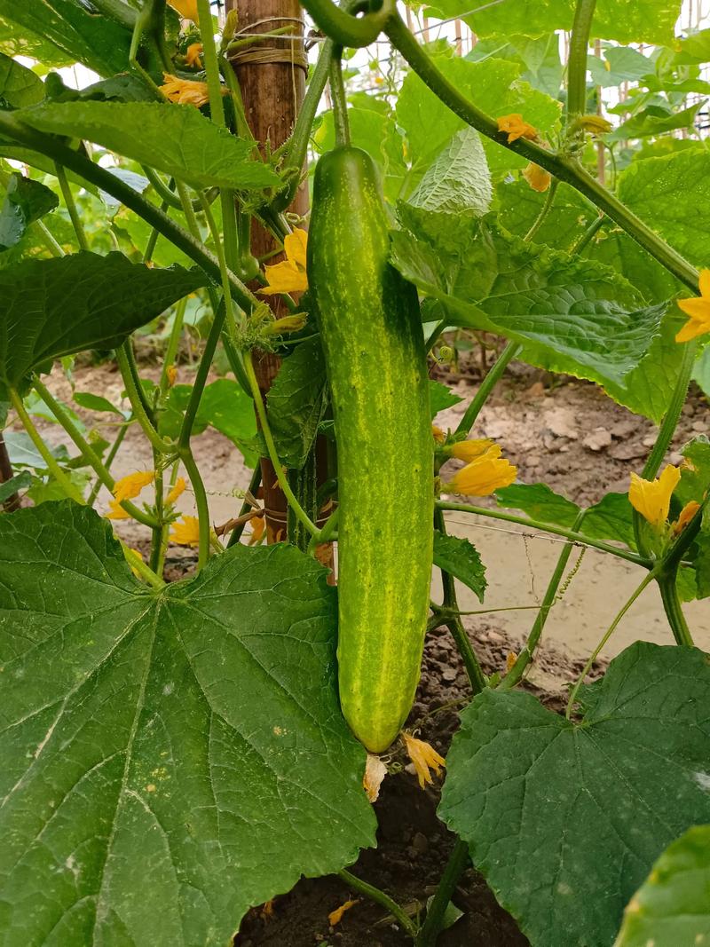 小黃瓜種植月份