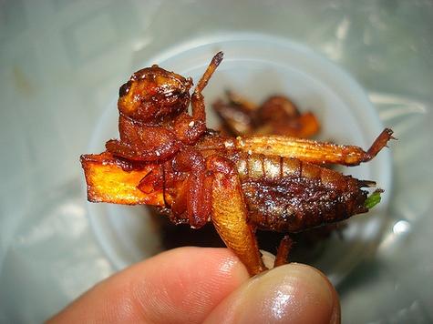 蟋蟀最喜歡吃什麼