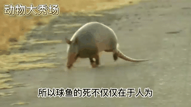 動物知道自己會死嗎